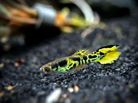 Tiger Endler Guppy Hybrid Drtjmcffggh