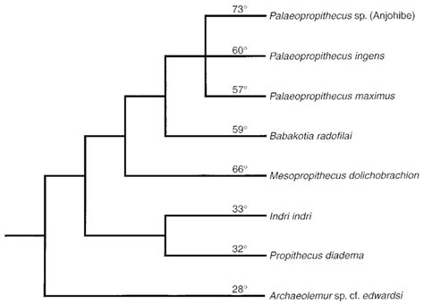 Cladogram Of Indroid Primates With Average Degree Of Phalangeal