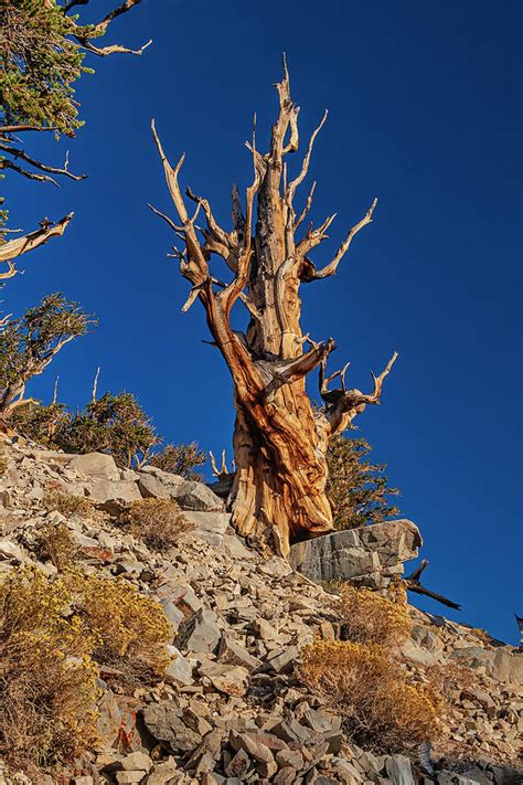 Bristle Cone Pine Tree White Mtns Ca Img6883 08 Photograph By Greg