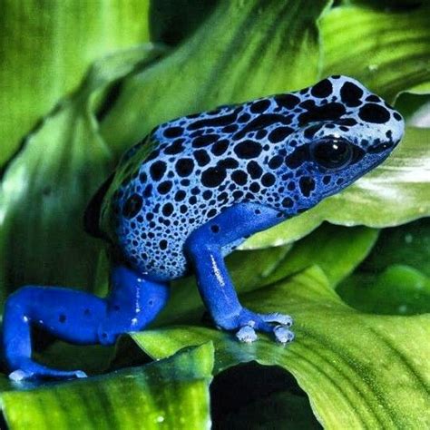 Frog From Costa Rica Rainforest Animals Poison Dart