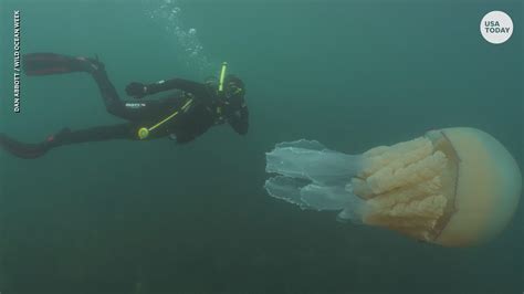 Giant Jellyfish Almost As Big As Diver Spotted Off Cornwall Coast