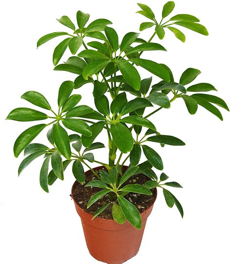 Schefflera Amate Umbrella Plant 10 Inch Langdons Inc