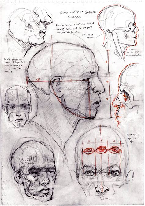 Head Structure By David Gau Human
