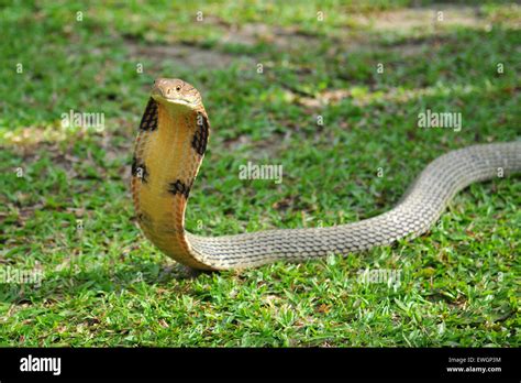 King Cobra Snake Stock Photo 84576456 Alamy
