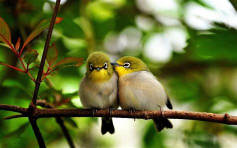 Cute Little Birds Hd Wallpaper