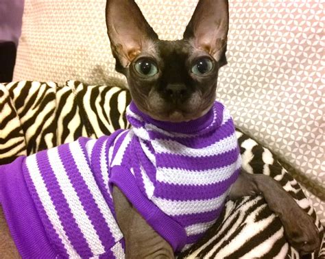 Poshpunksphynxlinerefhl Sphinx Cat