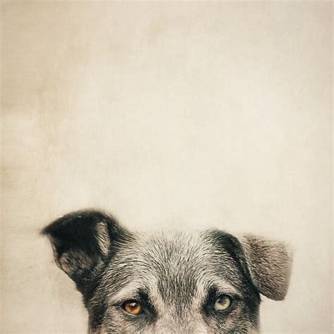 Half Dog Poster By Mirror Redbubble