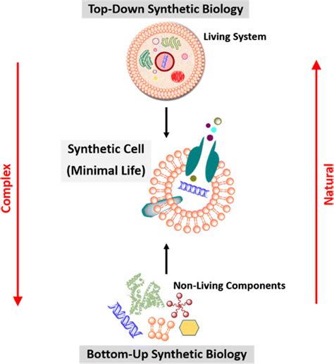 Two Main Approaches Of Synthetic Biology Top Down And Bottom Up To