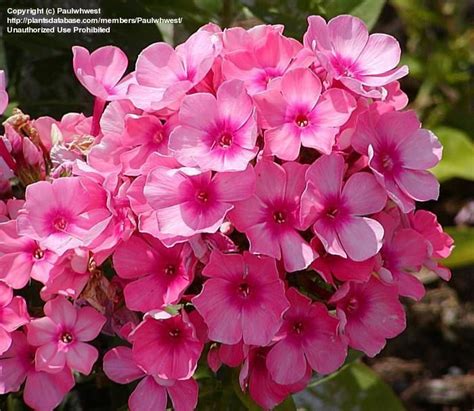 Todays Bloom Is Garden Phlox Pink Flame Phlox Paniculata Plants