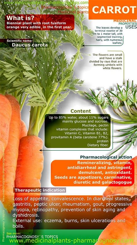 Infographic Summary Of The General Characteristics Of The Carrot