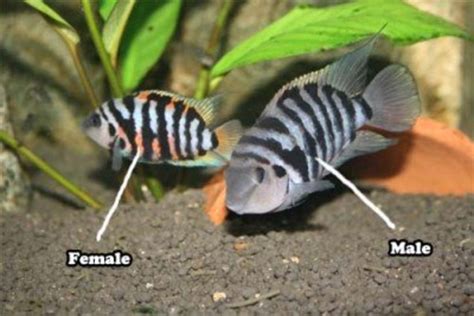 How To Breed Convict Cichlids Hubpages