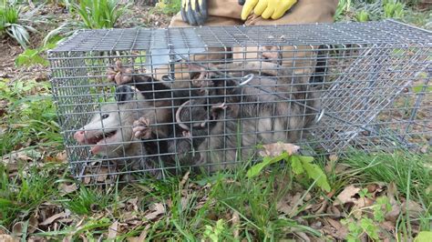 Residential And Commercial Services Critter Control Of Dayton