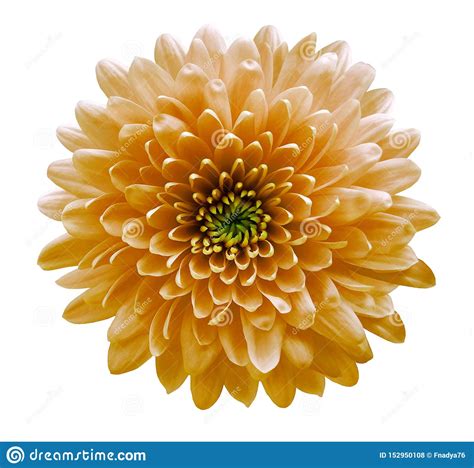 Orange Flowers Chrysanthemum White Isolated Background With Clipping