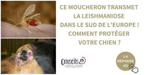 Leishmaniose Du Chien Symptômes Traitement Prévention