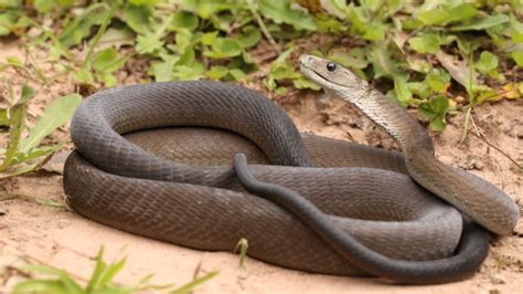 Black Mamba Rescued Off Durban Beach People°s Weather