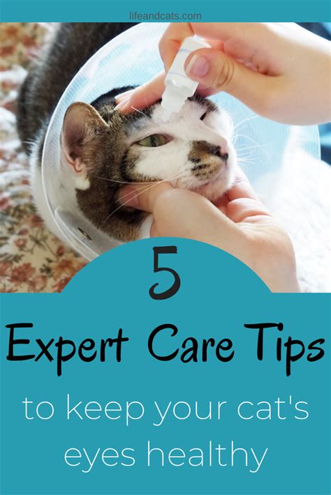 Learn About Problems That Can Affect Your Cats Eyes How To Treat And