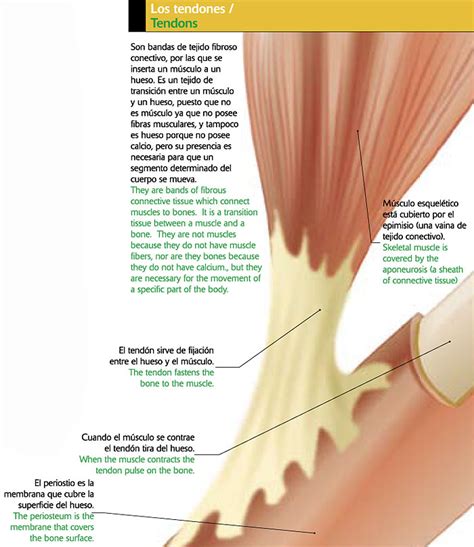 Tendones Y Ligamentos Icarito