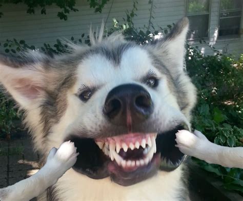 15 Most Funniest Wolf Face Pictures And Images Of All The Time Funny