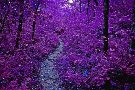 34 Best Images About Purple Forest On Pinterest Trees Jordans And