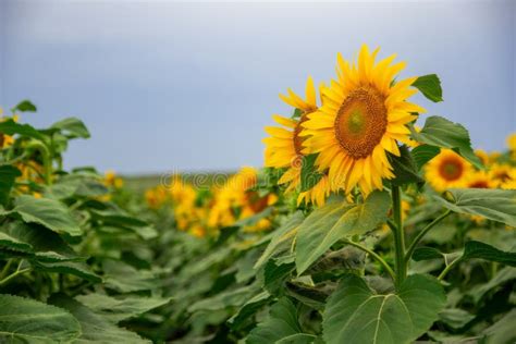 Sunflower In A Field Of Sunflowers Under A Blue Sky Stock Photo Image