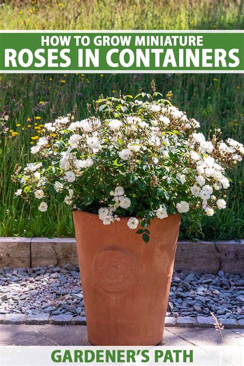 How To Grow Miniature Roses In Containers Gardeners Path