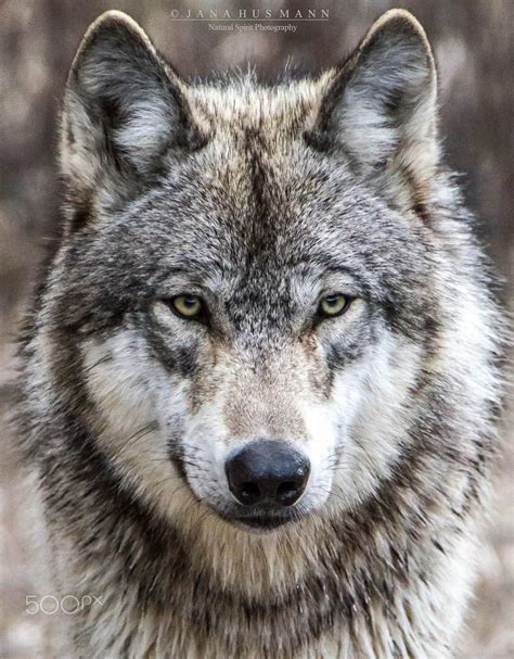 Timber Wolf Portrait Animal Wildlife Photography Wolves Naj