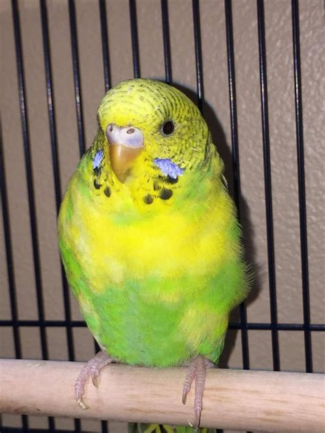 Male Or Female Budgie Rparakeets