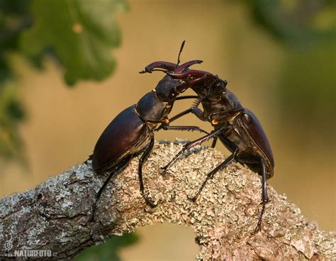 Stag Beetle Photos, Stag Beetle Images, Nature Wildlife Pictures ...