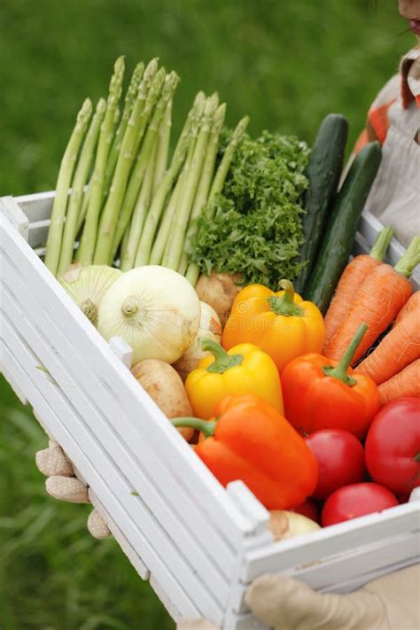 Vegetables Harvest Stock Photo Image Of Green Ecological 33369598