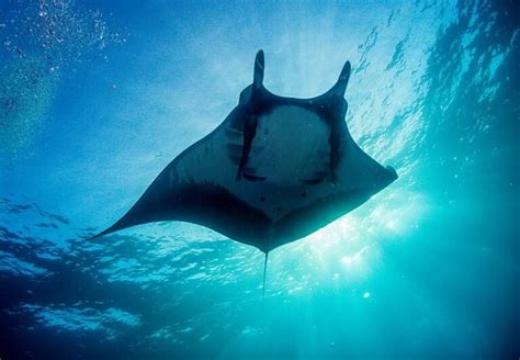 Giant Manta Rays Listed As Endangered For The First Time Gasan