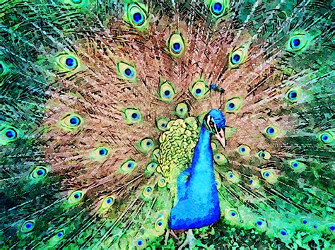 Peacock Free Stock Photo - Public Domain Pictures