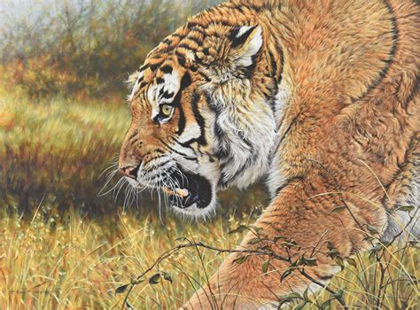 Lunchtime Male Summer Siberian Tiger Original For Sale £poa By
