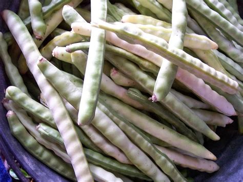 Southern Peas Plant Care And Collection Of Varieties