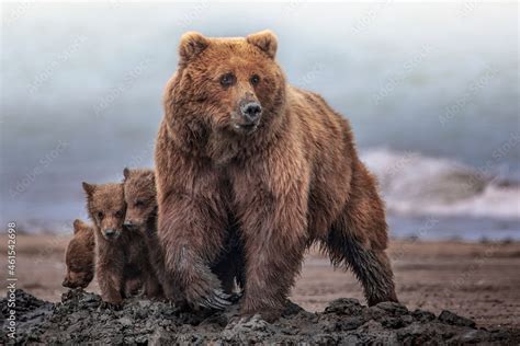 grizzly bear mother protecting cute cubs on alaskan beach foto de stock adobe stock