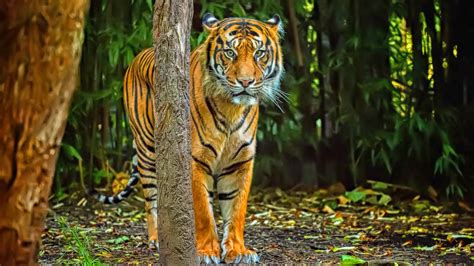 Tiger Is Standing In Forest Background Hd Tiger Wallpapers Hd