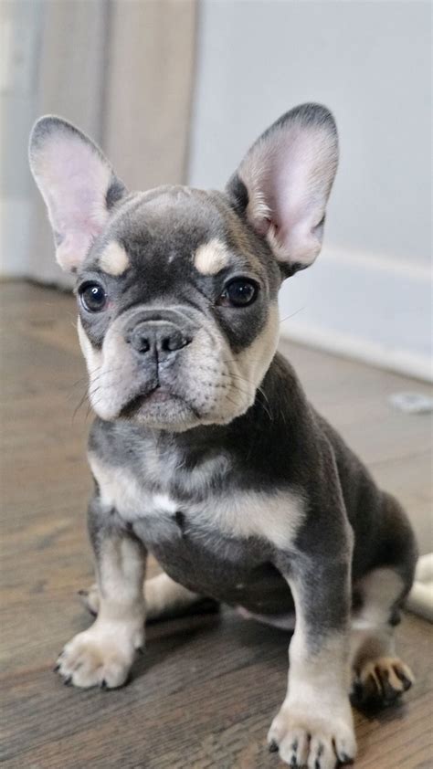 37 French Bulldog Colors Blue Picture Bleumoonproductions