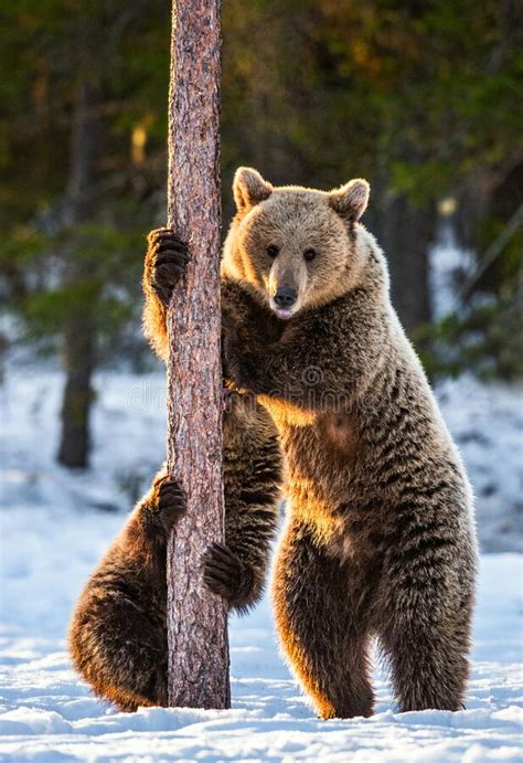 Brown Bears Stands On Its Hind Legs By A Pine Tree Stock Photo Image