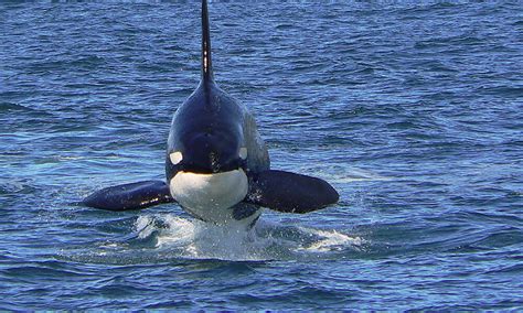 Species Spotlight Orca Blog Posts Wwf