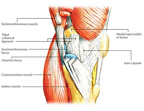Knee Anatomy Bursae