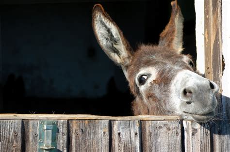 The Secret Life Of Donkeys