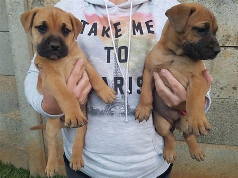 Boerboel Puppies for Sale in Pretoria by Zak Van Der Westhuizen
