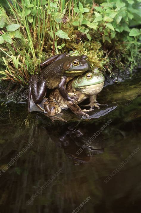 bullfrogs mating stock image c003 7626 science photo library