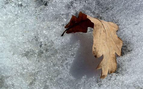 Autumn Leaf On Snow Wallpaper Photography Wallpapers