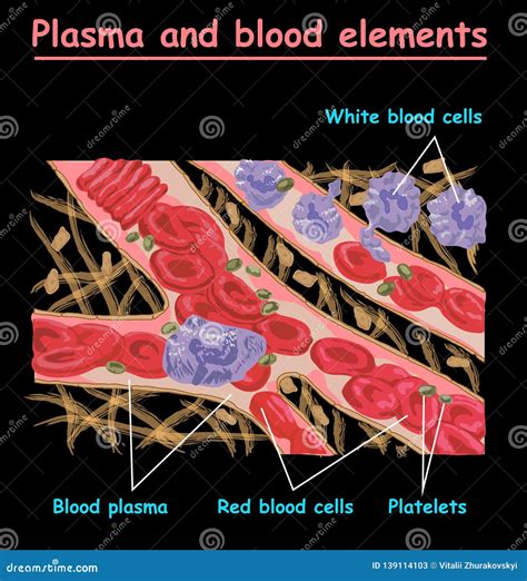 Plasma Of Blood And White Blood Cells Red Blood Cells Platelets