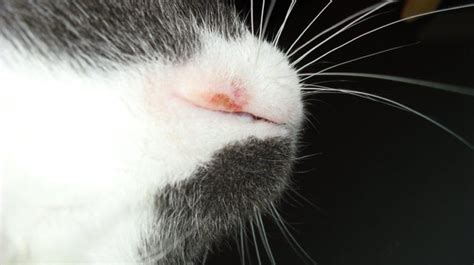 What Rodent Ulcer Is In Cats And How Its Treated