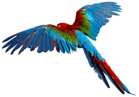 Flying Parrot Transparent Background Png Mart