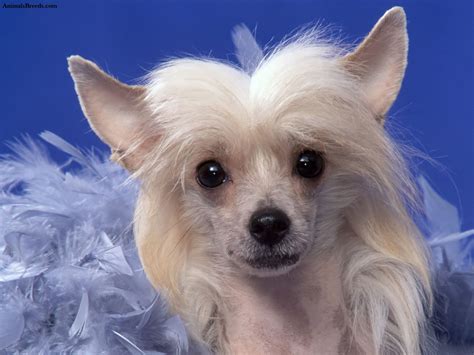 Chinese Crested Puppies Rescue Pictures Information Temperament