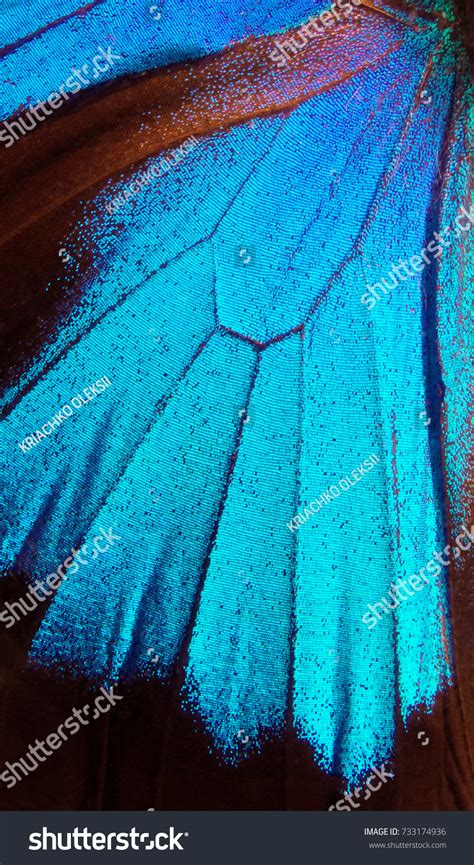 Wings Butterfly Ulysses Closeup Wings Butterfly Stock Photo 733174936