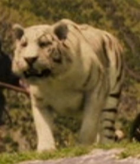 Image A White Tiger The Chronicles Of Narnia Wiki Fandom