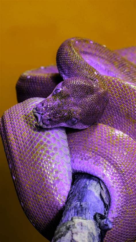 Purple Snake By Georgekev Snake Wallpaper Snake Pretty Snakes